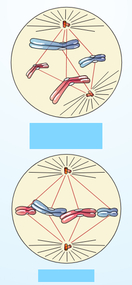 <p>Which stage of M-phase is this?</p>