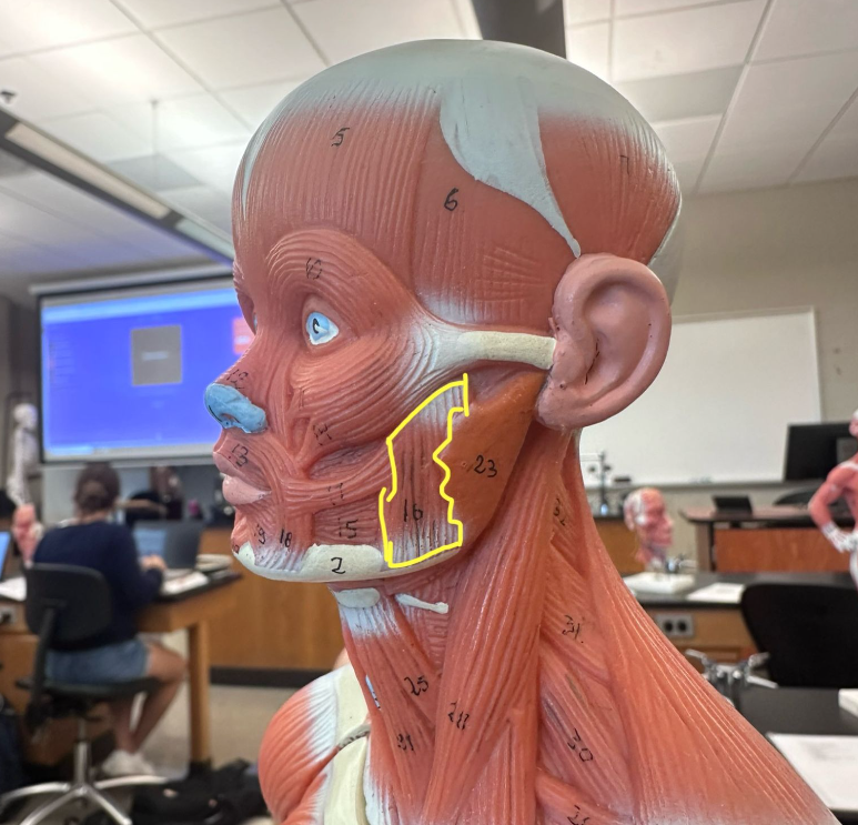 <p>What muscle is the yellow line indicating? What action does this muscle perform?</p><p>What is the origin and insertion of this muscle?</p>