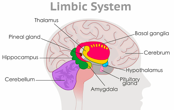 <p>The mammalian brain</p><ul><li><p>Connects “old” brain parts with “neo/new mammalian” brain</p></li><li><p>Associated with emotion, behavior, motivation</p></li><li><p>Consists of</p><ul><li><p>Thamalus</p></li><li><p>Amygdala</p></li><li><p>Hippocampus</p></li><li><p>Hypothalamus</p><ul><li><p>Technically the pituitary gland as well</p></li></ul></li></ul></li></ul>
