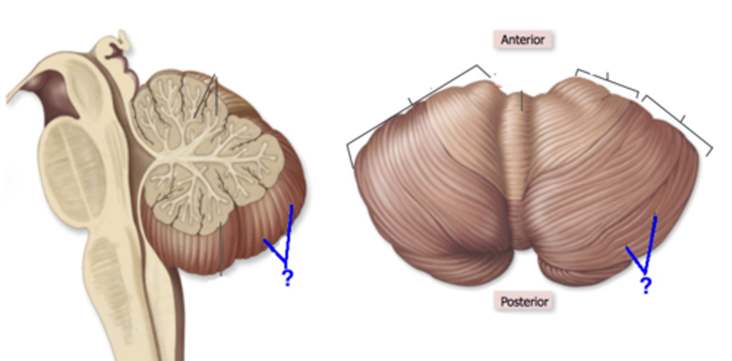 <p>folds of the cerebellum</p>