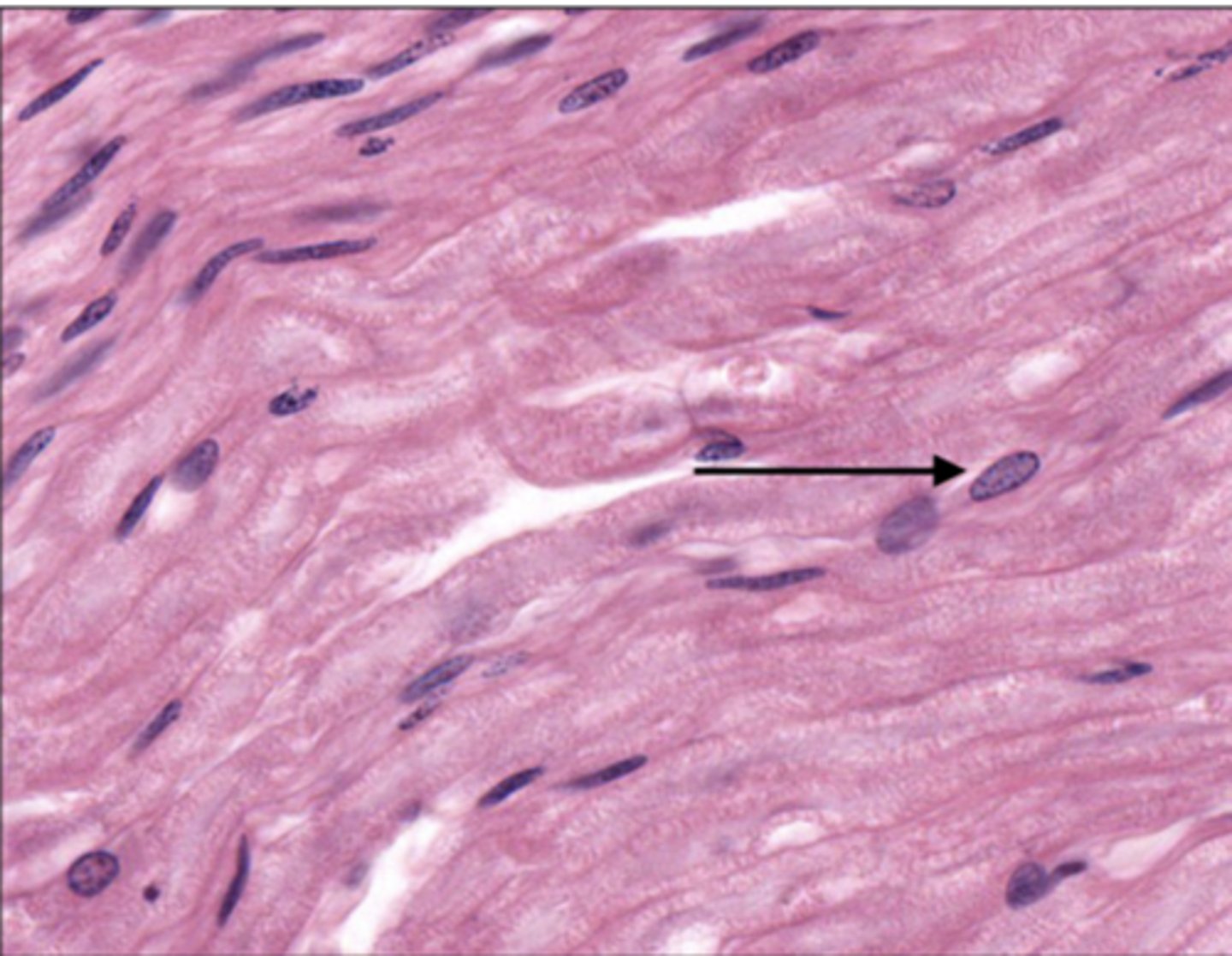 <p>Identify the cell</p>
