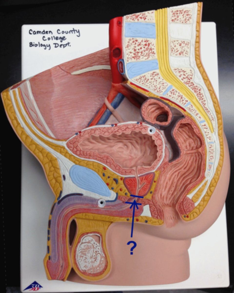 <p>What part of the reproductive system is this?</p>