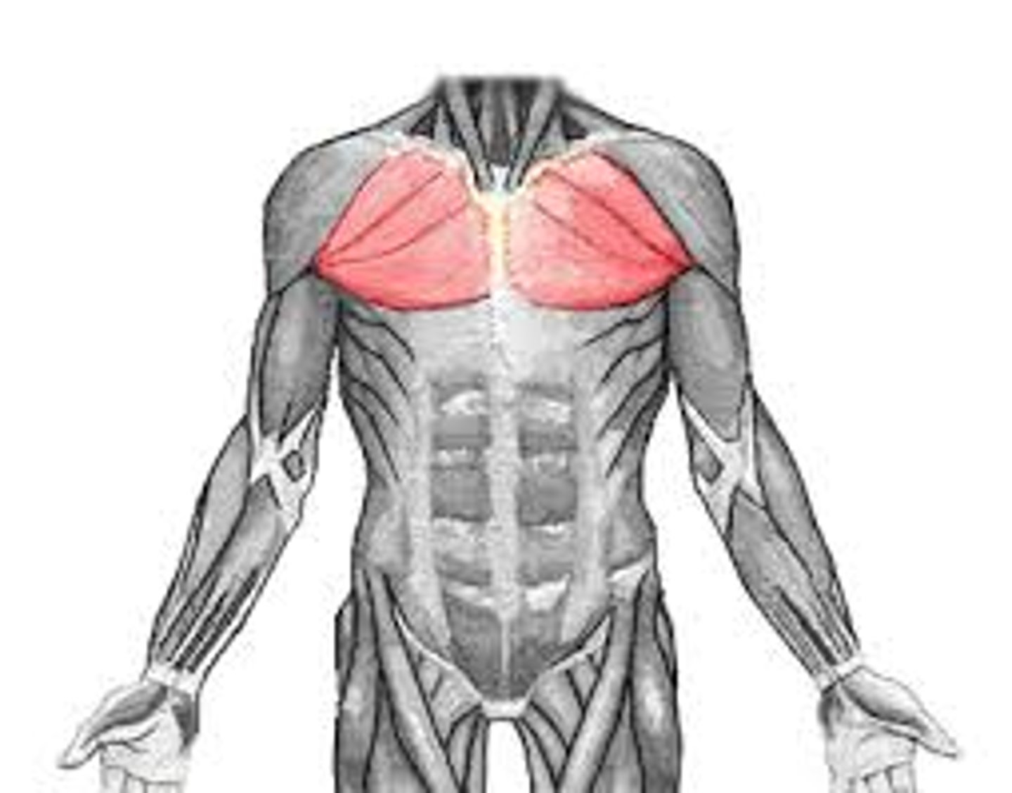 <p>anterior, big, superficial chest muscle</p>