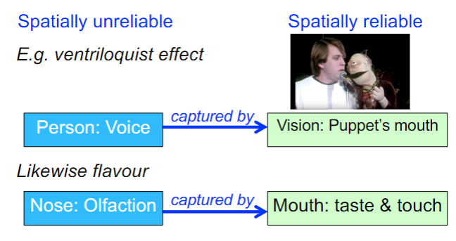 <p>dominance of one sense over other modalities in creating a percept</p>