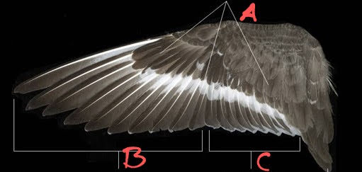 <p>What are these three feather groups called?</p>