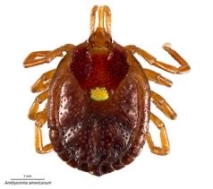 <p>This tick was found on the flank of a cat that was slightly anemic.</p>