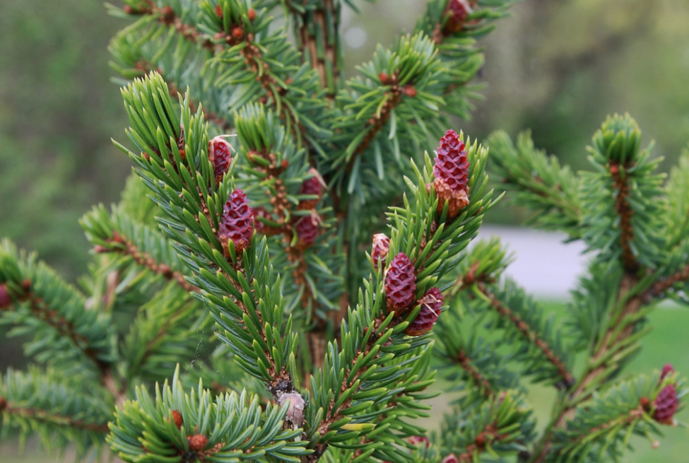 <p>Picea omorika </p>