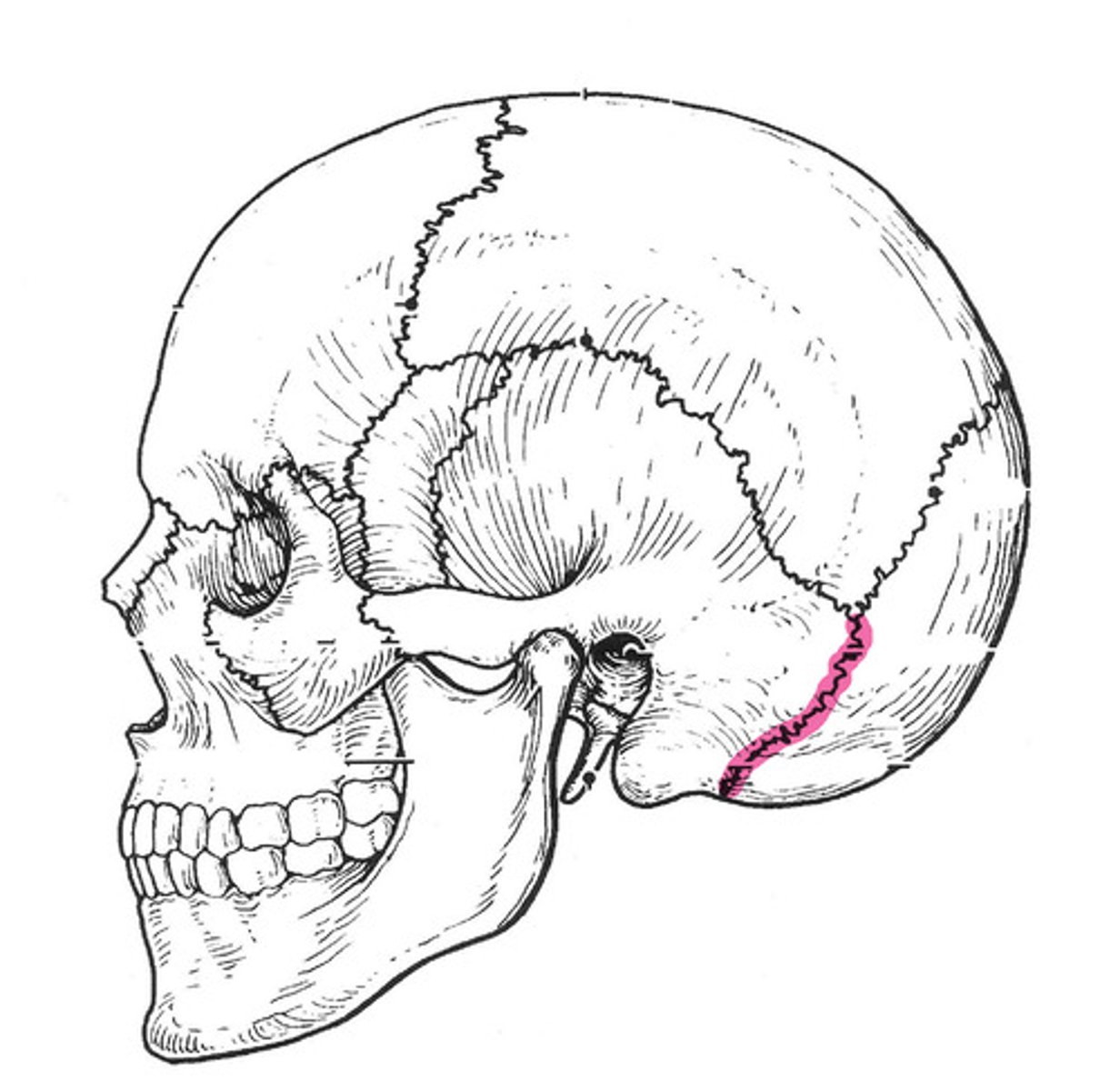 <p>Articulation between the occipital bone and the mastoid process of the temporal bone.</p>