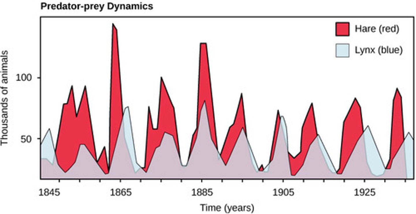 <p>population cycle</p><p>(Note: may be caused by predator/prey relationships)</p>