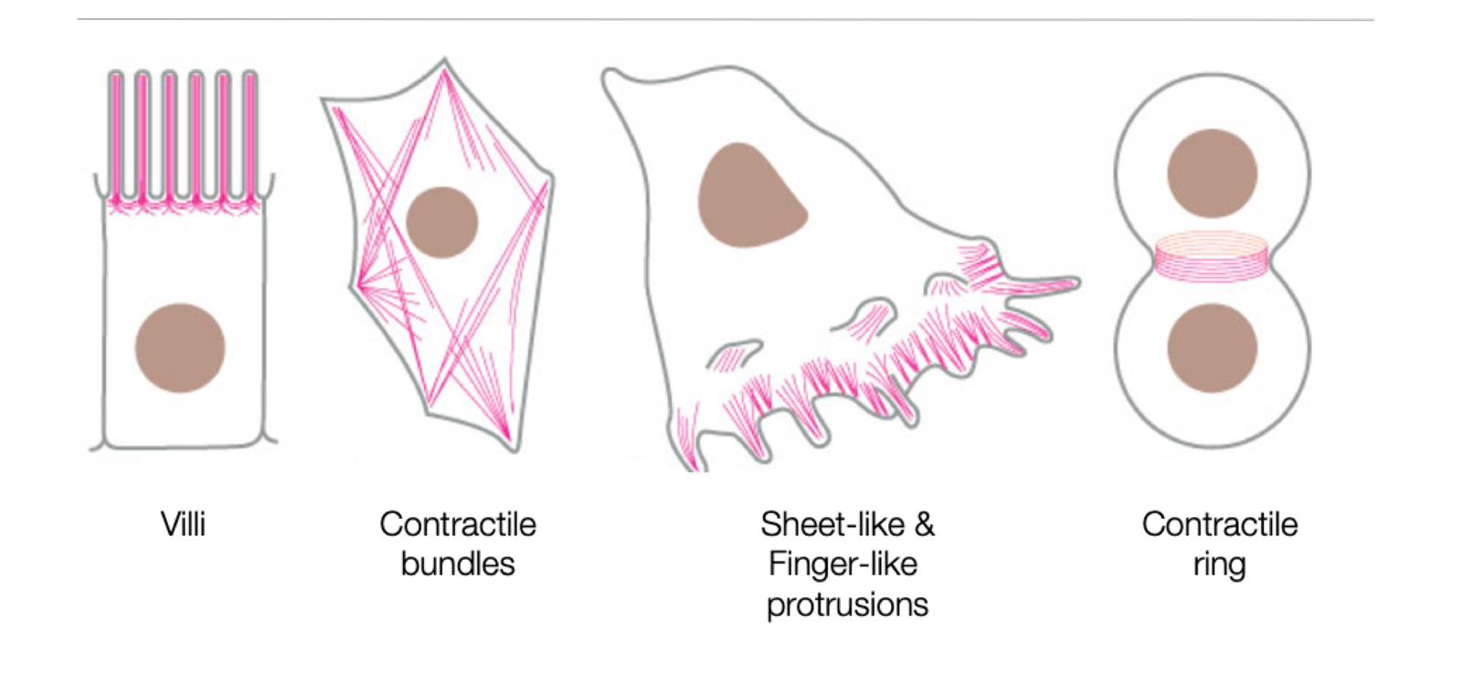 <p>actin allows cells to change _____</p>