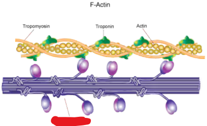 <p><span style="background-color: transparent;"><span>The thick filaments of myofilaments with a fibrous head, neck, and tail that bind to actin</span></span></p>