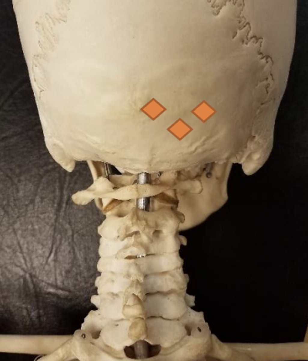 <p>lateral along nuchal line</p>