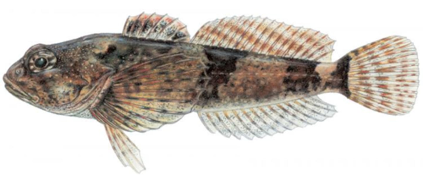 <p>Banded Sculpin</p>
