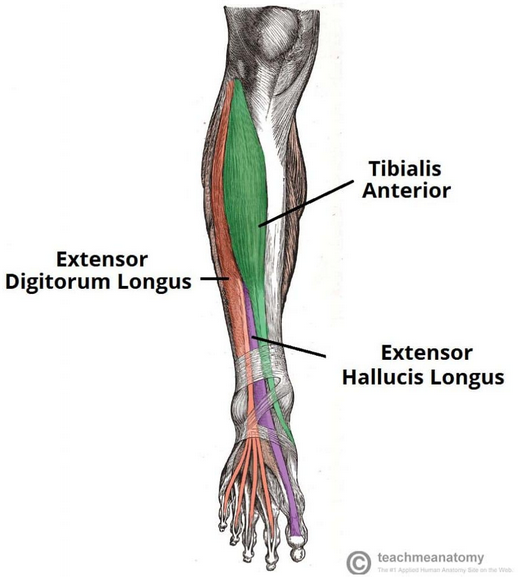 <p>Dorsiflexion and inversion of foot</p>