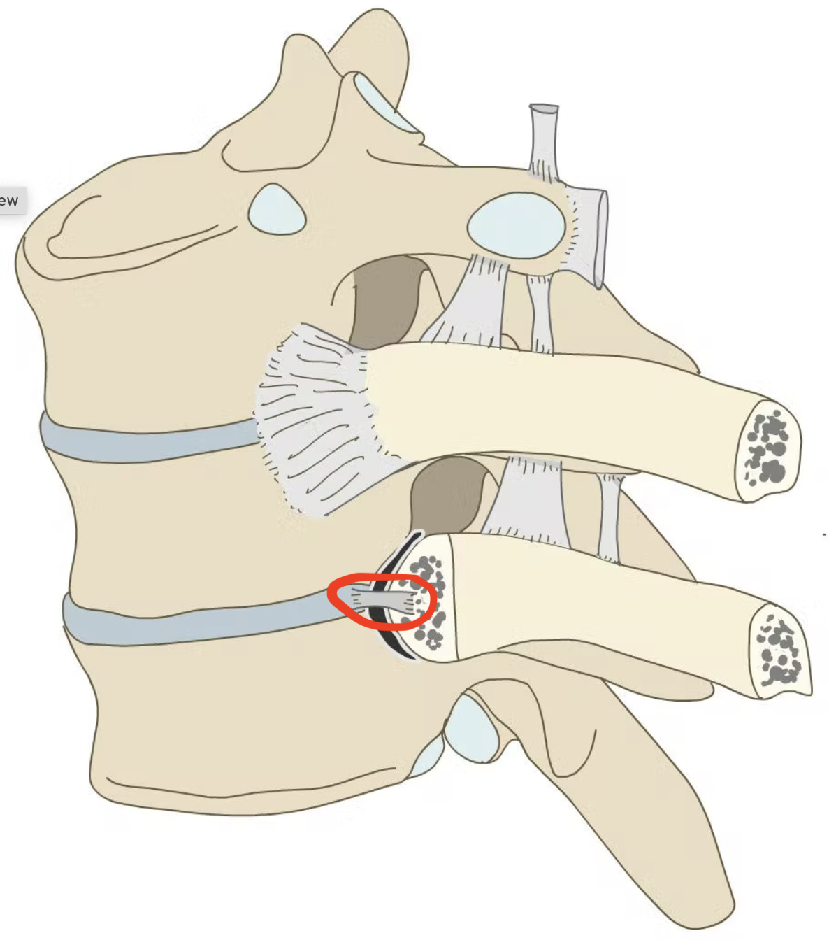 connects to interarticular crest on head of ribs with associated IVD