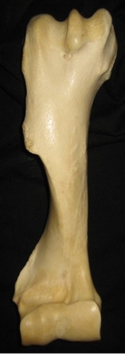<p>What animal would this bone belong to?</p>