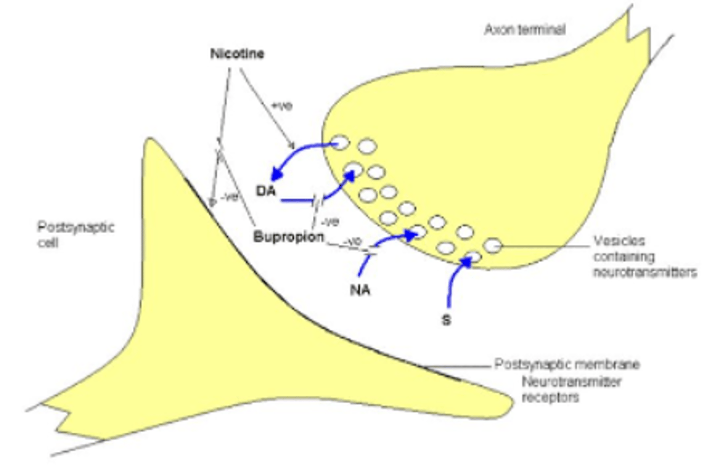 <p>Inhibits reuptake of dopamine and norepinephrine</p>