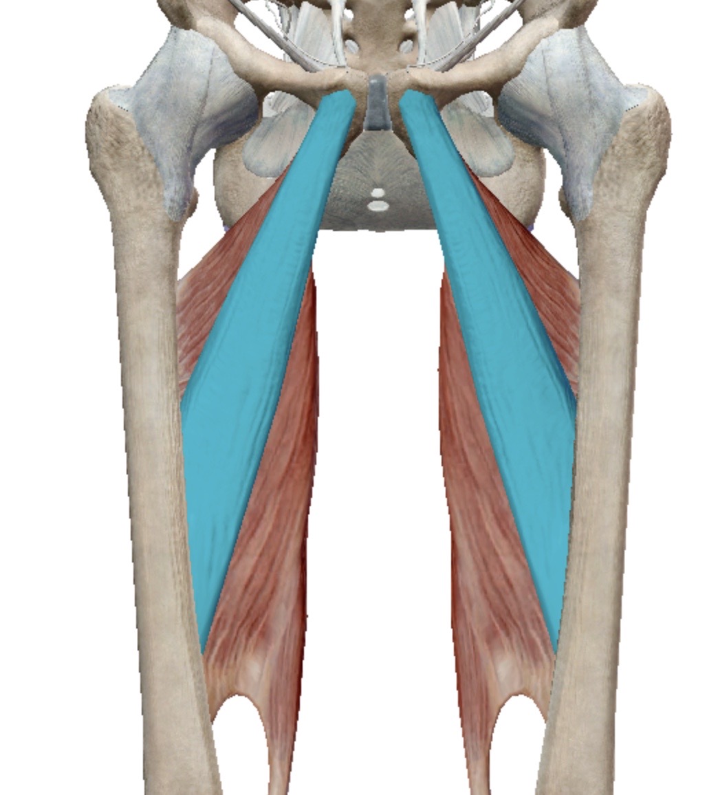 <p>Identify this muscle</p>