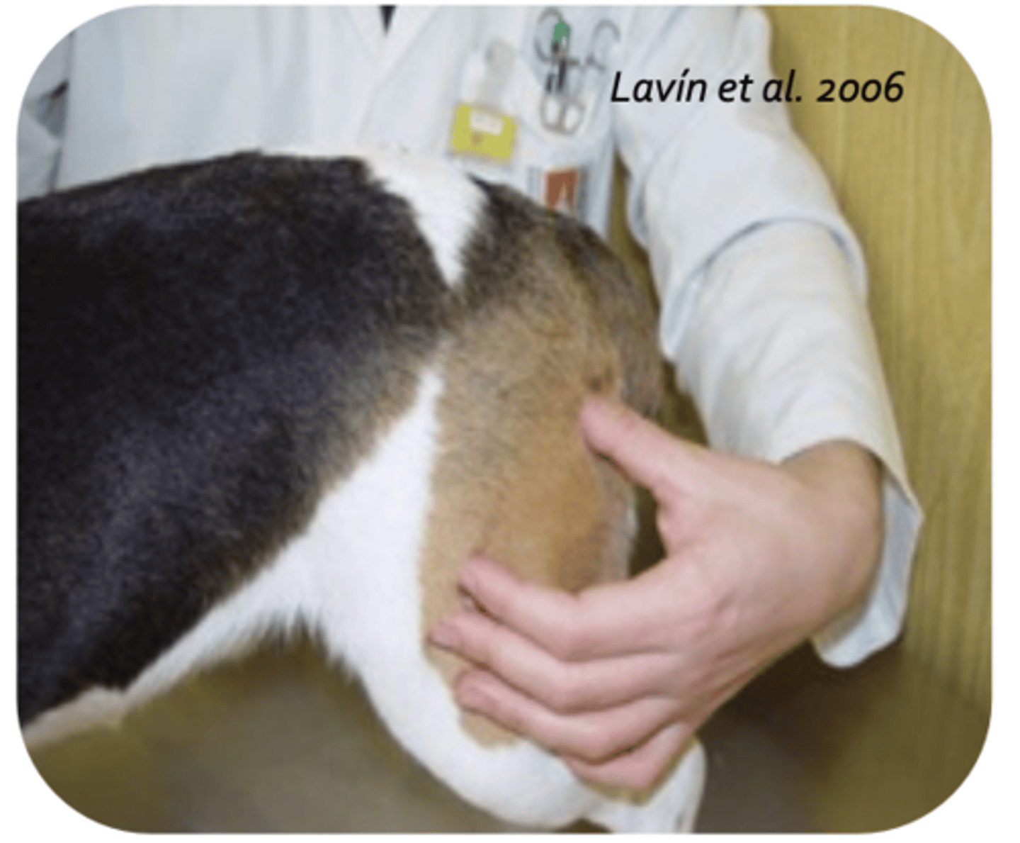 <p>what is being palpated?</p>