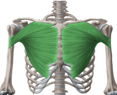 <ul><li><p>Proximal:</p><ul><li><p>Clavicular head: Anterior surface of medial half of clavicle</p></li><li><p>Sternocostal head: Anterior surface of sternum, costal cartilages of ribs 1–6, and aponeurosis of external oblique muscle</p></li></ul></li><li><p>Distal:</p><ul><li><p>Lateral lip of the intertubercular groove of humerus</p></li></ul></li><li><p>Action:</p><ul><li><p>Adduction and medial rotation of the humerus</p></li><li><p>Clavicular head: Flexion of the humerus</p></li><li><p>Sternocostal head: Extension of the humerus from a flexed position</p></li></ul></li><li><p>Innervation:</p><ul><li><p>Lateral pectoral nerve (C5–C7)</p></li><li><p>Medial pectoral nerve (C8–T1)</p></li></ul></li></ul><p></p>