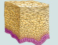<ul><li><p>Bottom cells appear cuboid</p></li><li><p>Top Cells appear dome shaped or flat</p></li></ul><p></p>