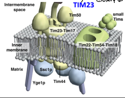 <p>An essential for the translocation of pre-sequence containing proteins across the IMM to the mitochondrial matrix</p>