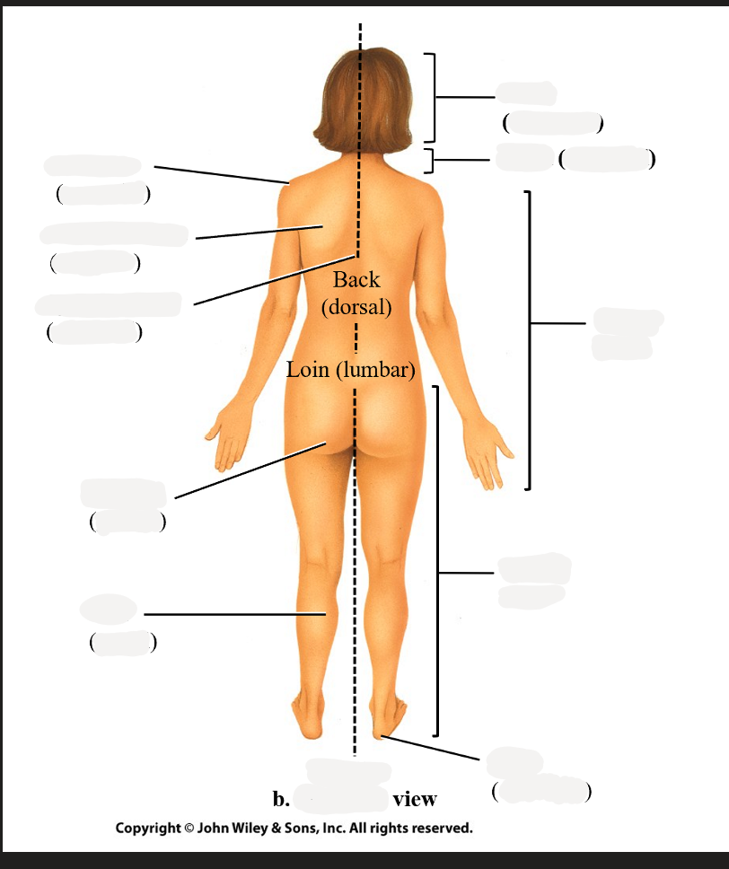 <p>buttock</p>