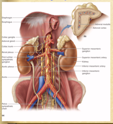 <p>adrenal cortex- secretes steroid hormones</p><p>adrenal medulla- like sympathetic ganglion</p><ul><li><p>modified postganglionic neurons</p></li></ul><p></p>