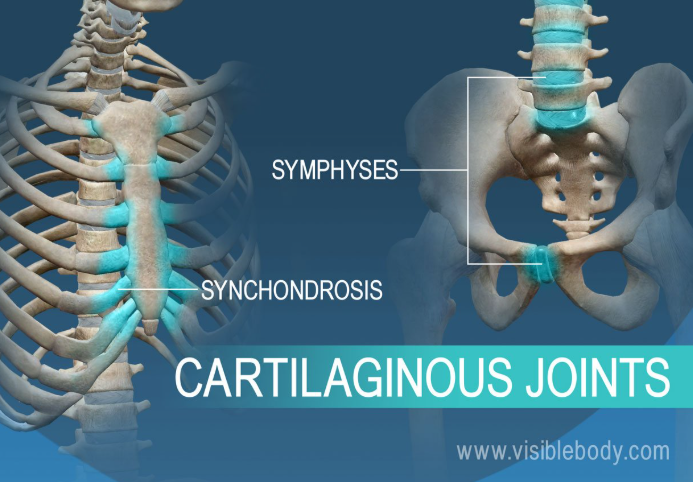 <p>spinal column (some movement, fibrocartilage)</p>