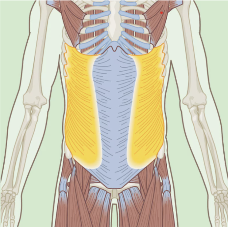 <p>External Oblique</p>