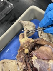 Pigeon dissection
