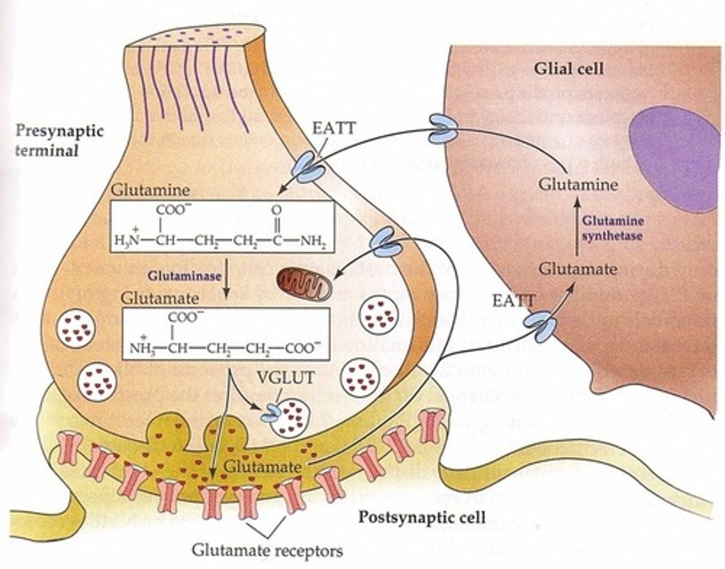 <p>-EAAT1 &amp; 2 located on astrocytes</p><p>-EAAT3 located on presynaptic terminal of neuron</p><p>Astrocyte: GLU --&gt; glutamine synthase --&gt; glutamine -&gt; goes through glutamine transporters --&gt; neuron terminal</p><p>Neuron terminal Glutamine --&gt; Glutaminase --&gt; Glutamate</p><p>VGLUTs load glutamate through vesicles: GLU--&gt; EAAT3 --&gt; VGLUT --&gt; Glutamate in vesicle</p>