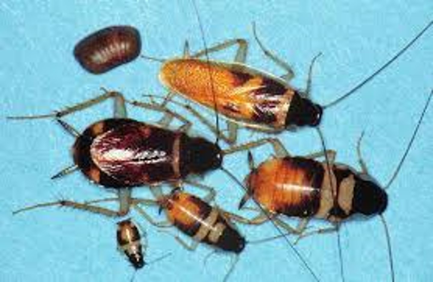 <p>Roach Family</p>