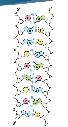 <ul><li><p><span style="font-family: Calibri">the Two chains differ in sequence</span></p><ul><li><p><span style="font-family: Calibri">Sequence is read from 5’ to 3’</span></p></li></ul></li><li><p><span style="font-family: Calibri">the Two chains are complementary</span></p><ul><li><p><span style="font-family: Calibri">When they come together = hybridize</span></p></li></ul></li><li><p><span style="font-family: Calibri">the Two chains run antiparallel</span></p><ul><li><p><span style="font-family: Calibri">i.e. one chain is 5’ to 3’ the other 3’ to 5’</span></p></li></ul></li><li><p><span style="font-family: Calibri">the two chains Held together by 2 forces:</span></p><ul><li><p><span style="font-family: Calibri">Hydrogen bonding between bases</span></p></li><li><p><span> </span>Base-stacking interactions</p></li></ul></li></ul><p></p>