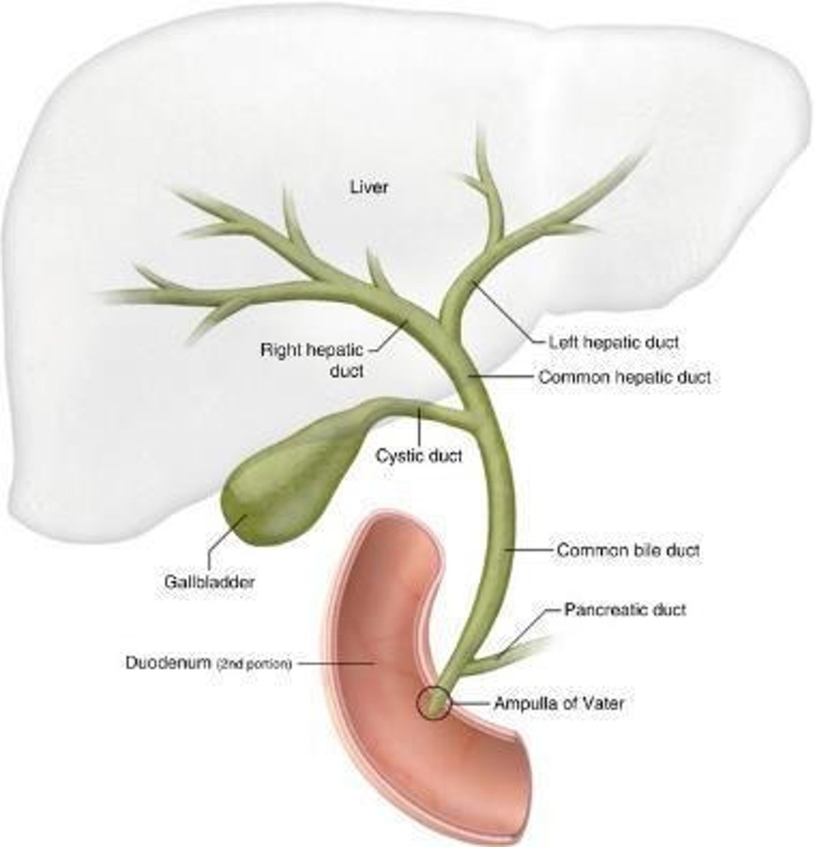 <p>Site where pancreatic secretions enter duodenum.</p>