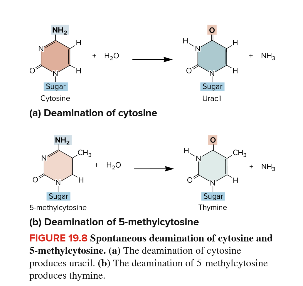 <p>Deamination - Spontaneous Mutation </p>
