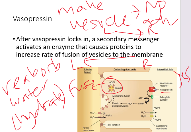 <p>(13) explain how ADH (vasopressin) acts to promote water ________.</p><p>•These are the two factors that stimulate <strong><em>vasopressin (ADH)</em></strong></p><p>•More vasopressin - more aquaporins - more water retained - less water excreted</p>