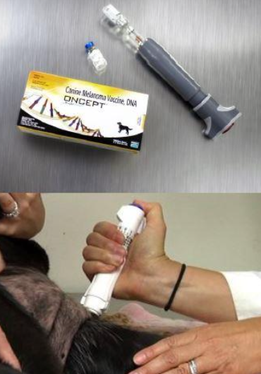 <p>melanoma vaccine </p>