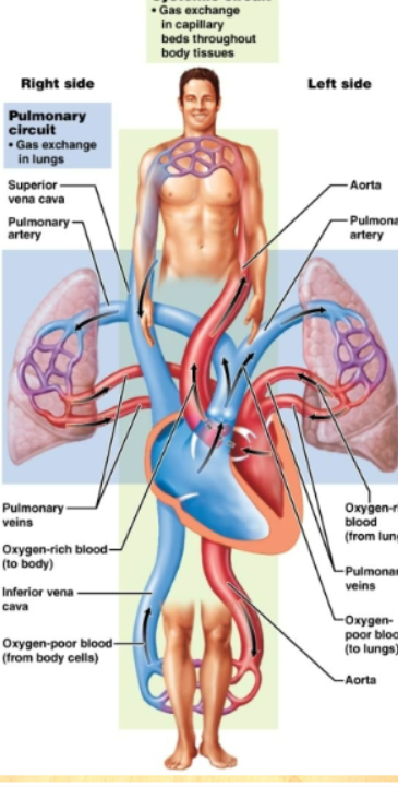 <p>Right side of heart: contains blood low in oxygen, pumps blood thru pulmonary circuit, transports blood to and from the lungs Left side of heart: contains blood rich in oxygen, pumps blood thru systemic circuit, blood to and from body tissues</p>