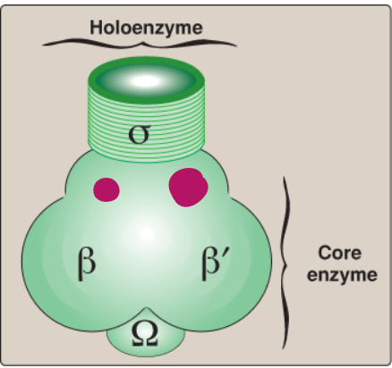 <p>Label this section of prokaryotic RNA polymerase.</p>
