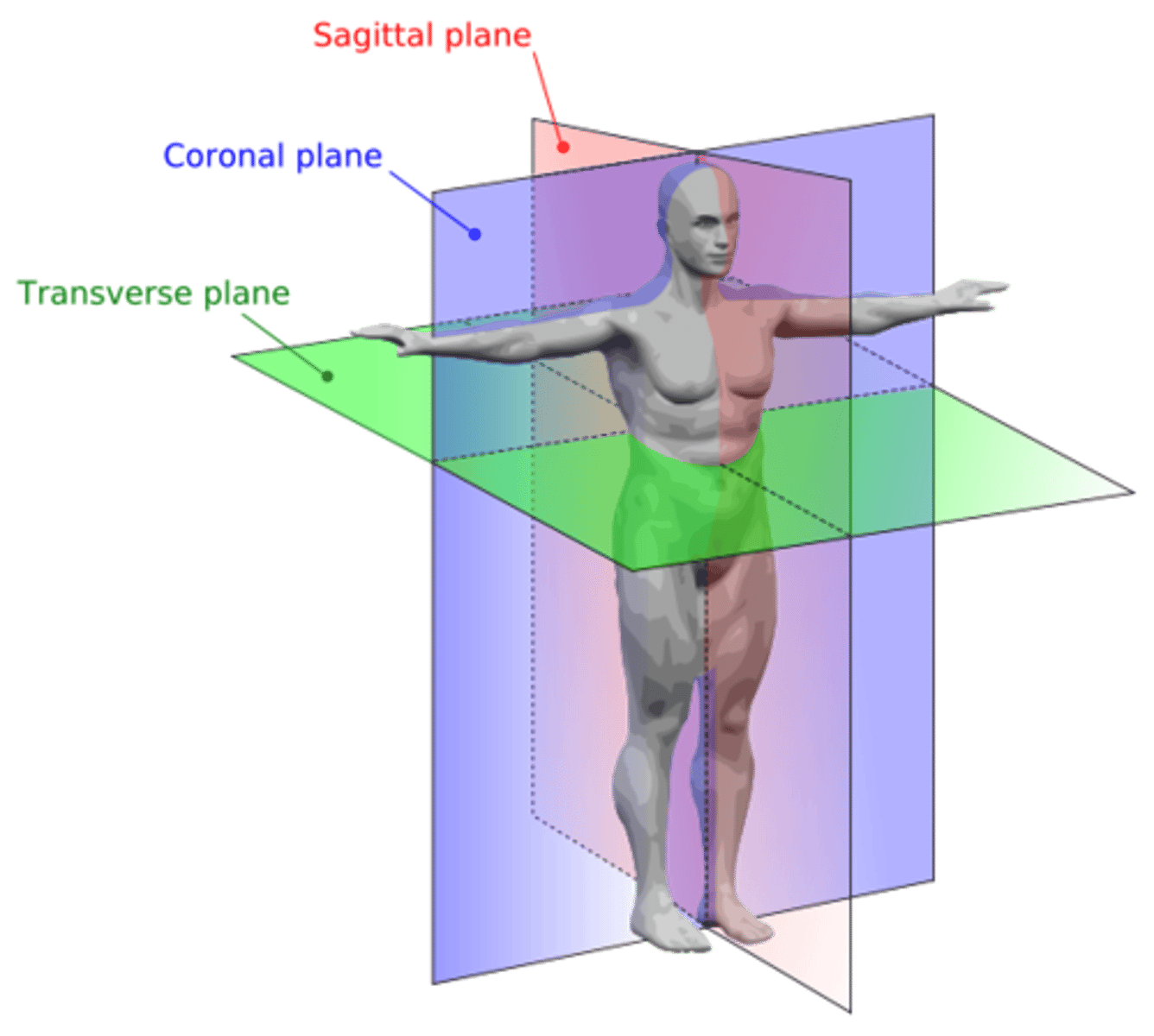 <p>Cuts or sections made along a body plane</p>