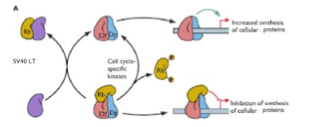 <p>– Elle <strong>séquestre la protéine E2F</strong> (facteur de transcription)<br>– Tant que E2F est dans ce <strong>complexe</strong>, il ne peut pas <strong>activer la transcription</strong> de gènes<br>– Cela <strong>bloque la synthèse de protéines</strong> et donc <strong>l’entrée dans le cycle cellulaire</strong></p>