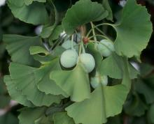 <p><em>Ginkgo biloba</em></p>