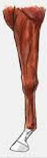 <p>leg marking that has a white hoof and is white up to the ankle</p>