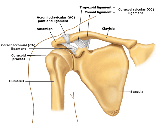 <ul><li><p>head of humerus</p></li><li><p>glenoid cavity</p></li><li><p>glenoid labrum (connective tissue) </p></li><li><p>coracoid process of scapula </p></li><li><p>acromion of scapula </p></li><li><p>coracoacromial ligament (connects coracoid process to acromion) </p></li></ul><p></p><p>enables widest range of movement bc shallow glenoid fossa can articular with enitre surface of humeral head - relatively unstable, frequently dislocated </p><p></p>