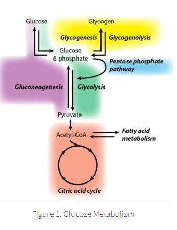 <p><span><span>The process is started through carbohydrate digestion in the GI tract, which results in free circulating glucose,</span></span></p>
