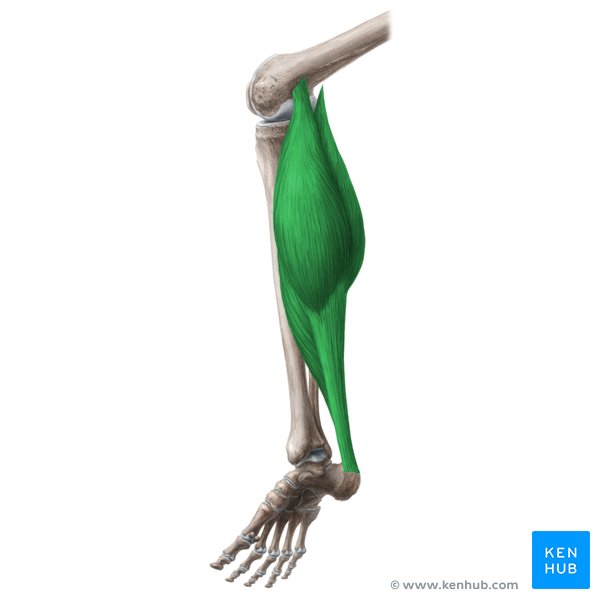 <p>M. triceps surae</p>