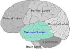 <p><span>sits behind the ears and are the second largest lobe, commonly associated with processing auditory information and with the storage of memory.believed to be an important role with processing affect/emotions, language, and aspects of visual perception. dominant is in the left side in most people and is for understanding language and learning and remembering verbal information. Non-</span><span style="font-size: 14.08px">dominant</span> is typically the right lobe, is involved in learning and remembering non-verbal information</p>