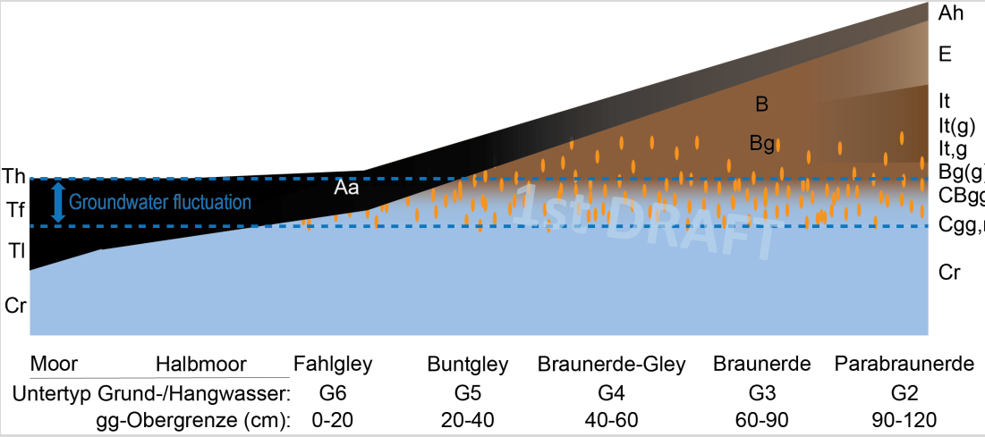 <ul><li><p><strong>Key idea:</strong> Soil type depends on <strong>depth &amp; fluctuation of groundwater</strong></p></li><li><p><strong>Shallow GW → strong gleying</strong></p></li><li><p><strong>Deeper GW → weaker redox influence</strong></p></li></ul><p>Gradient (GW depth ↓):</p><ul><li><p><strong>Moor / Halfmoor</strong> → permanent saturation (G6)</p></li><li><p><strong>Fahlgley / Buntgley</strong> → fluctuating GW, strong redox (G5)</p></li><li><p><strong>Braunerde–Gley</strong> → moderate gleying (G4)</p></li><li><p><strong>Braunerde</strong> → weak/no gleying (G3)</p></li><li><p><strong>Parabraunerde</strong> → no GW influence (G2)</p></li></ul><p>We watch at current water system (could be influenced from man and not natural)</p>
