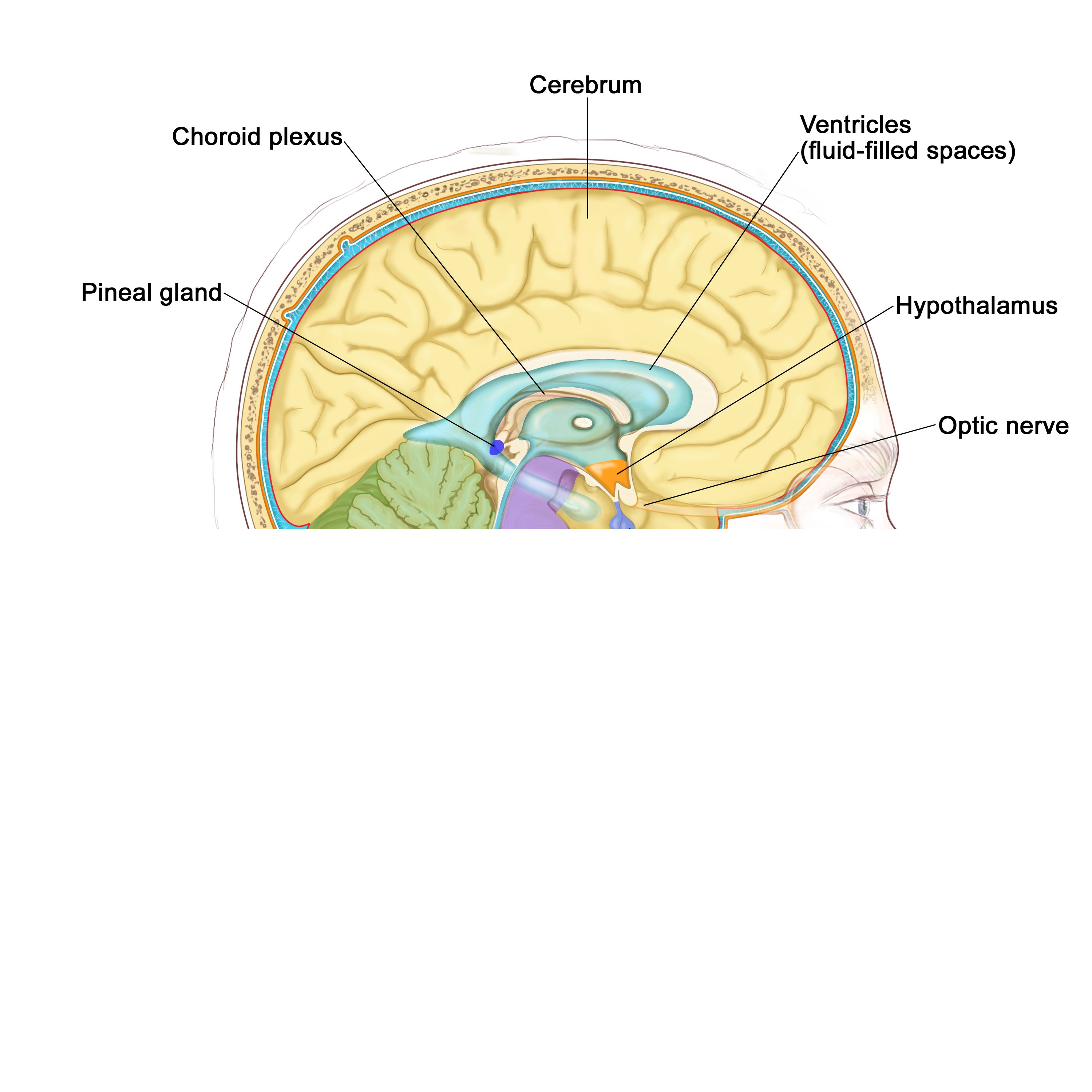 <ul><li><p>Forms the roof of the third ventricle</p></li><li><p>Houses the pineal body (an endocrine gland)</p></li><li><p>Includes the choroid plexus – forms cerebrospinal fluid</p></li></ul><p></p>